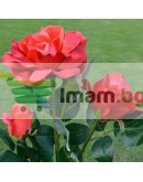 Градинска лед соларна лампа Роза